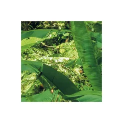 Komar  Vlies Fototapete Into The Jungle 400x250 cm