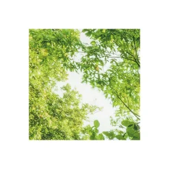 Komar  Vlies Fototapete Into The Jungle 400x250 cm