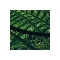 Komar  Vlies Fototapete Into The Jungle 400x250 cm