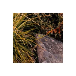 Komar  Vlies Fototapete Kingdom of a Mountain 450x280 cm