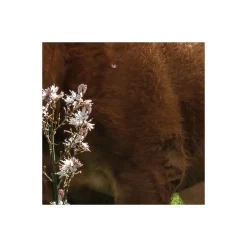 Komar  Vlies Fototapete Kuhparadies 450x280 cm