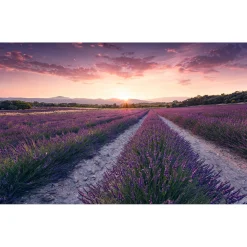 Komar  Vlies Fototapete Lavender Dream 450x280 cm