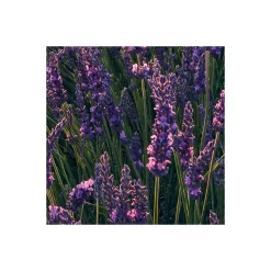 Komar  Vlies Fototapete Lavender Dream 450x280 cm