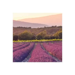 Komar  Vlies Fototapete Lavender Dream 450x280 cm