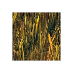 Komar  Vlies Fototapete Lakeside 300x250 cm