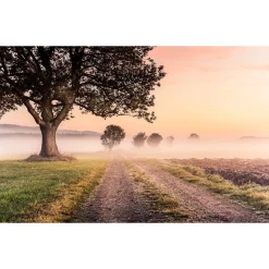Komar  Vlies Fototapete Misty Morning 400x250 cm