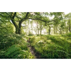 Komar  Vlies Fototapete Mystic Path 400x250 cm