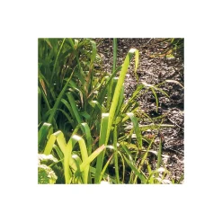 Komar  Vlies Fototapete Mystic Path 400x250 cm