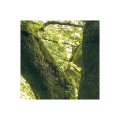 Komar  Vlies Fototapete Mystic Path 400x250 cm