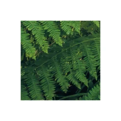 Komar  Vlies Fototapete Mystic Path 400x250 cm