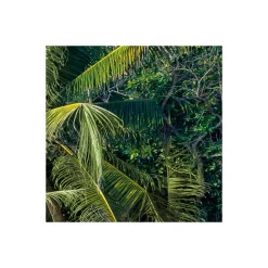 Komar  Vlies Fototapete Ozeanperle 450x280 cm