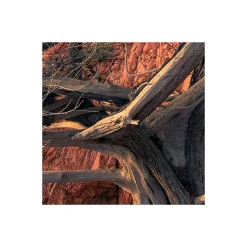 Komar  Vlies Fototapete Paradiso II 450x280 cm