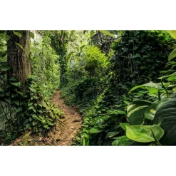 Komar  Vlies Fototapete Path of Dreams 400x250 cm