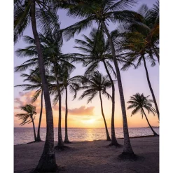 Komar  Vlies Fototapete Palmtrees on Beach 200x250 cm