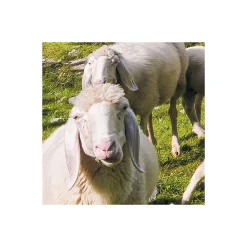 Komar  Vlies Fototapete Paradise Lake 400x250 cm