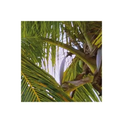 Komar  Vlies Fototapete Paradise Morning 368x248 cm