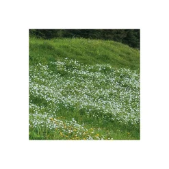 Komar  Vlies Fototapete Picturesque Switzerland 450x280 cm