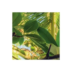 Komar  Vlies Fototapete Piratenversteck 450x280 cm