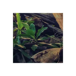 Komar  Vlies Fototapete Piratenversteck 450x280 cm