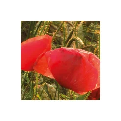 Komar  Vlies Fototapete Poppy World 450x280 cm