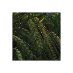 Komar  Vlies Fototapete Poppy World 450x280 cm