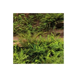 Komar  Vlies Fototapete Redwood Trail 450x280 cm