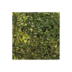 Komar  Vlies Fototapete Redwood 200x250 cm