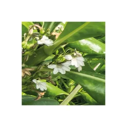 Komar  Vlies Fototapete Tagträume 450x280 cm