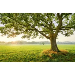 Komar  Vlies Fototapete The Magic Tree 450x280 cm