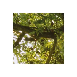 Komar  Vlies Fototapete The Magic Tree 450x280 cm