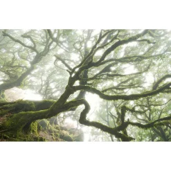 Komar  Vlies Fototapete The Forgotten Forest 400x250 cm