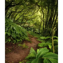 Komar  Vlies Fototapete The Path 200x250 cm