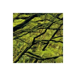 Komar  Vlies Fototapete The Path 200x250 cm