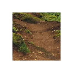 Komar  Vlies Fototapete The Path 200x250 cm