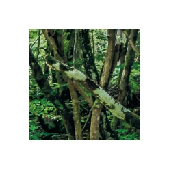 Komar  Vlies Fototapete Tranquil Pool 400x250 cm