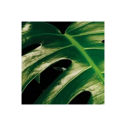 Komar  Vlies Fototapete Tropical Wall 400x250 cm