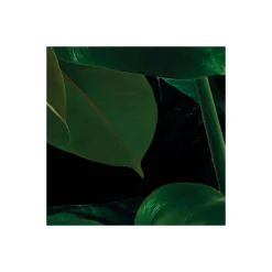 Komar  Vlies Fototapete Tropical Wall 400x250 cm