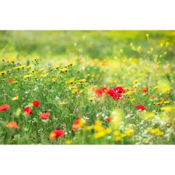 Komar  Vlies Fototapete Wiesenzauber II 450x280 cm