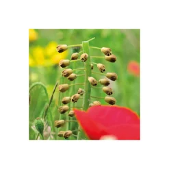 Komar  Vlies Fototapete Wiesenzauber II 450x280 cm