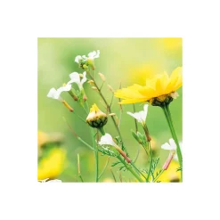 Komar  Vlies Fototapete Wiesenzauber II 450x280 cm