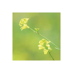 Komar  Vlies Fototapete Wiesenzauber II 450x280 cm