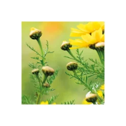 Komar  Vlies Fototapete Wiesenzauber II 450x280 cm