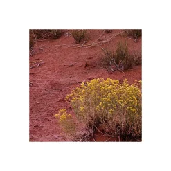 Komar  Vlies Fototapete Wild West Heroes 450x280 cm