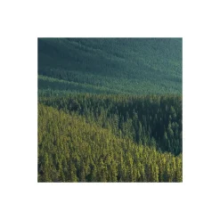 Komar  Vlies Fototapete Wild Canada 450x280 cm