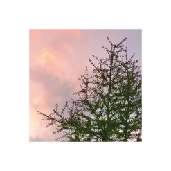 Komar  Vlies Fototapete Wild Paradise 450x280 cm