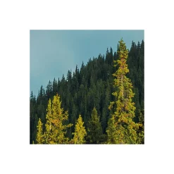 Komar  Vlies Fototapete Wonderland Canada 450x280 cm