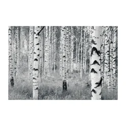 Komar  Vlies Fototapete Woods 400x270 cm