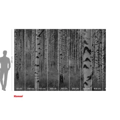 Komar  Vlies Fototapete Woods 400x270 cm