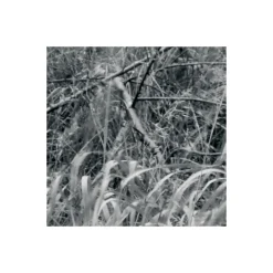 Komar  Vlies Fototapete Woods 400x270 cm