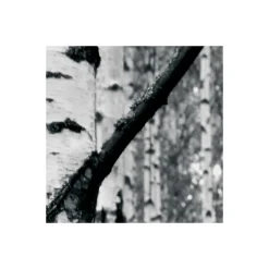 Komar  Vlies Fototapete Woods 400x270 cm